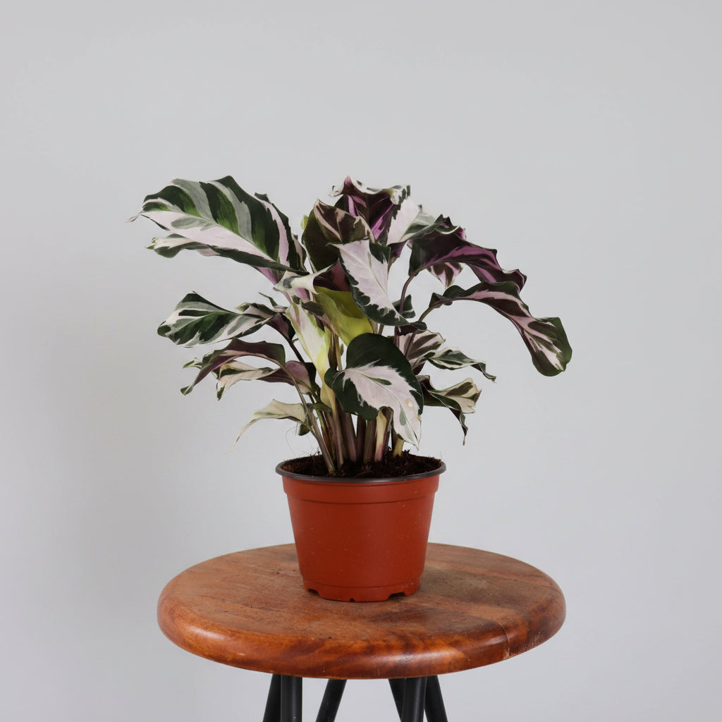 2 Gallon Calathea Stella