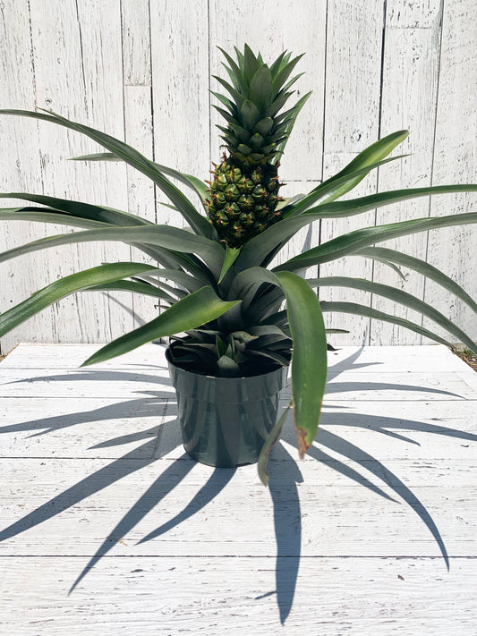 🍍 2 Gallon Pineapple Plant