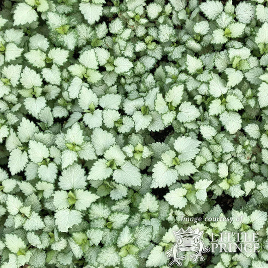 4.5" Lamium ‘Ghost’