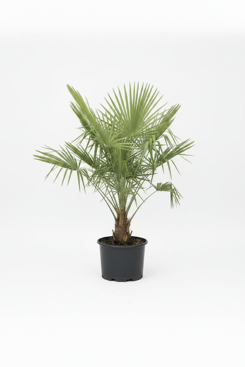 Silver Saw Palmetto (7 Gallon)