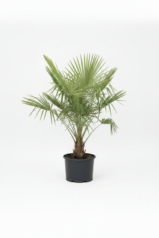 Silver Saw Palmetto (7 Gallon)