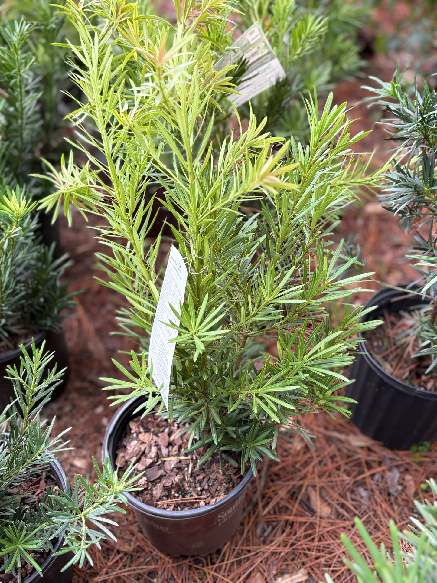 Podocarpus 'Mood Ring'