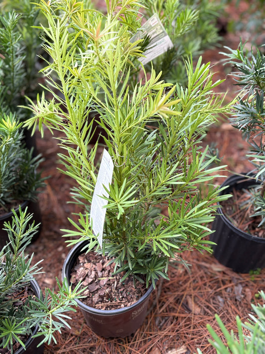 Podocarpus 'Mood Ring'