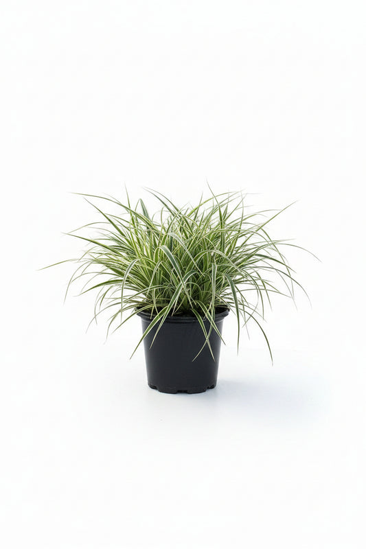 Carex Feather Falls (4.5")