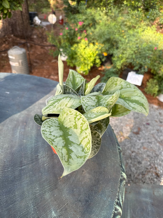 Scindapsus Silver Satin (6")