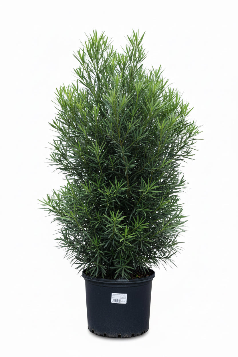 Blue Podocarpus (7 Gallon)
