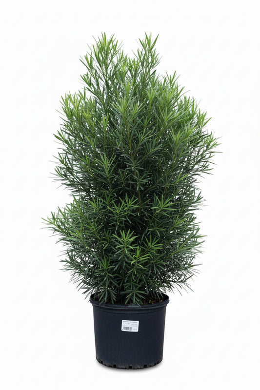 Blue Podocarpus (7 Gallon)