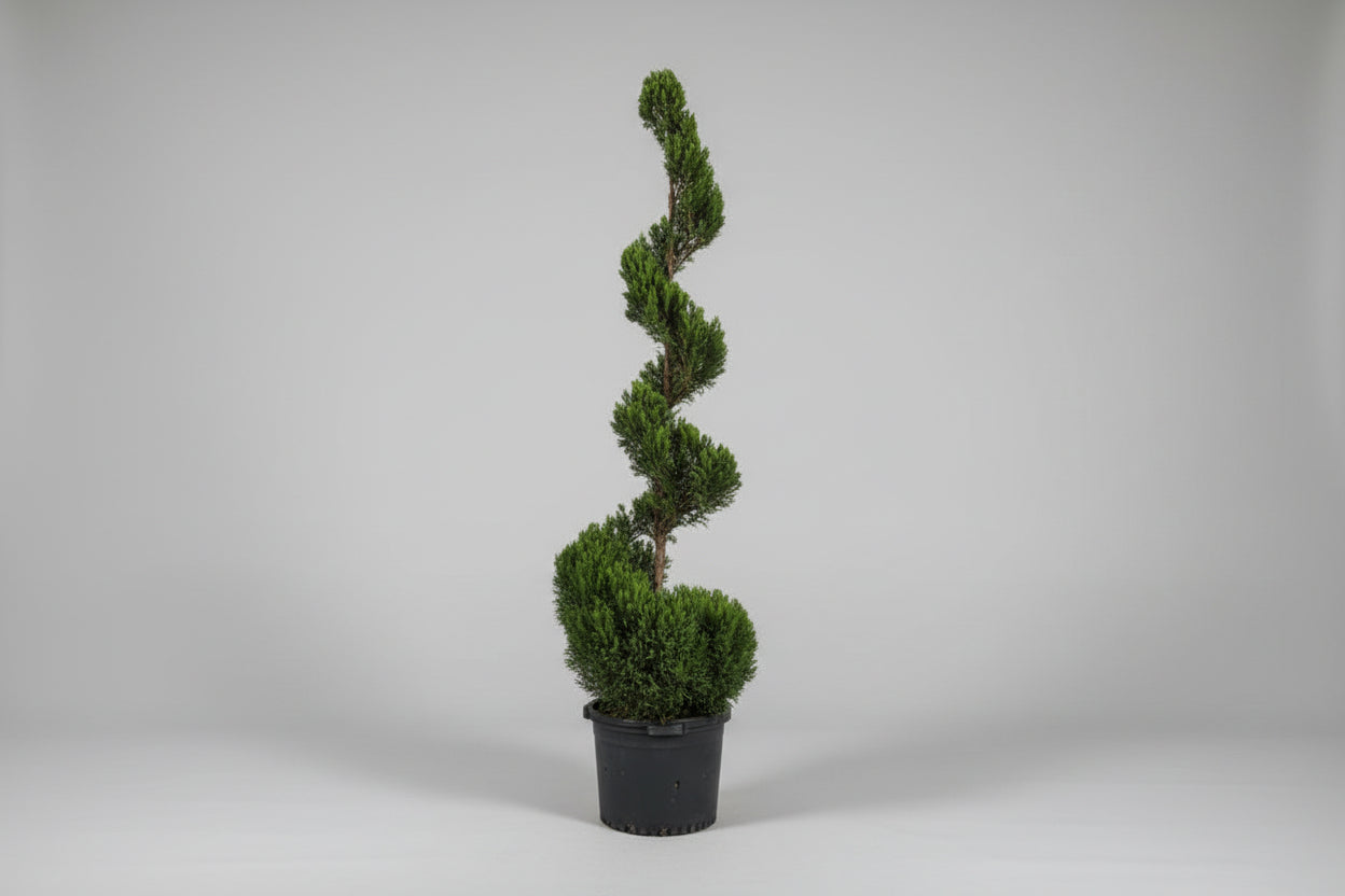 Juniper ‘Hetz’ Spiral Topiary – 15 Gallon