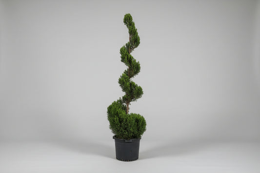 Juniper ‘Hetz’ Spiral Topiary – 15 Gallon