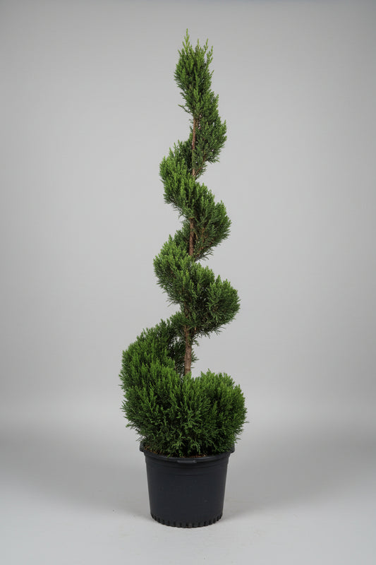 Podocarpus Spiral Topiary 15 Gallon