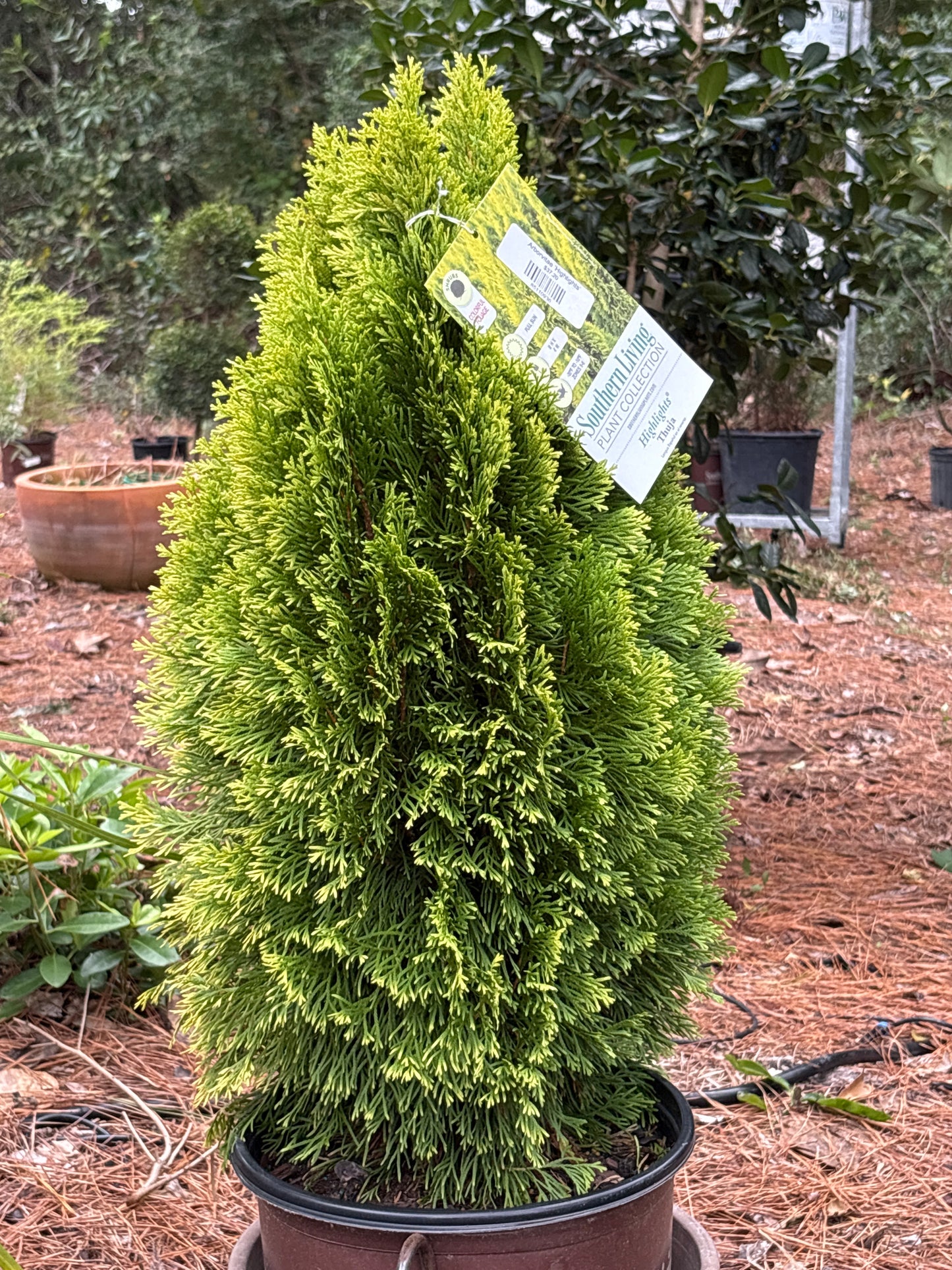 Arborvitae ‘Highlights’
