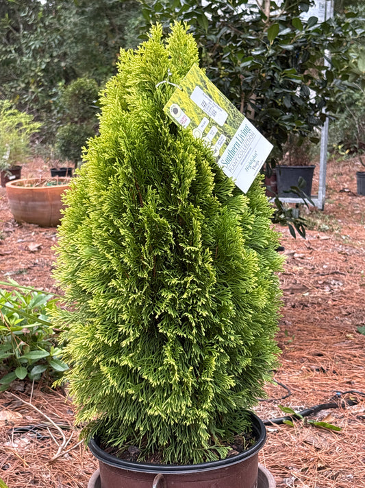 Arborvitae ‘Highlights’