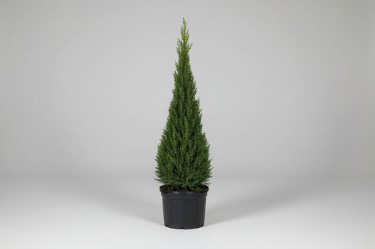 Juniper chinensis ‘Blue Point’ #7 Cone Topiary