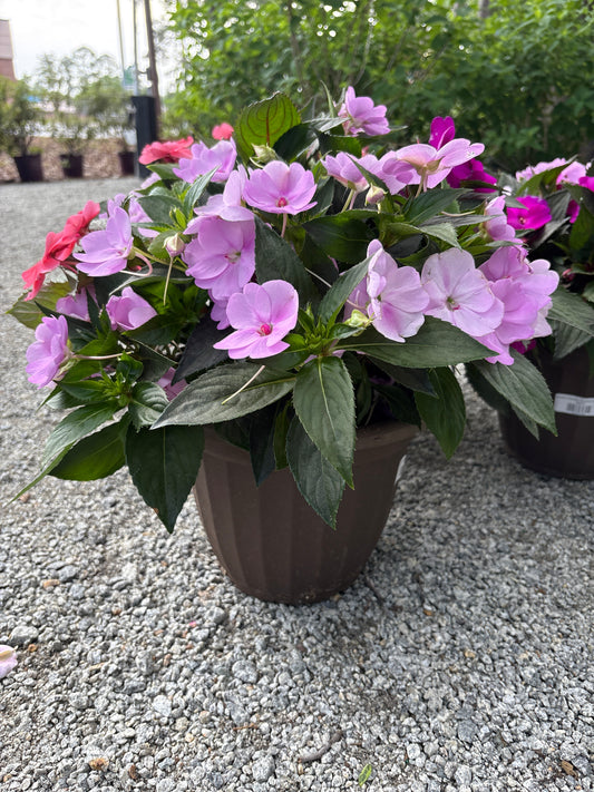 Impatien Sunpatien 'Hawaiian Sunset Mix'
