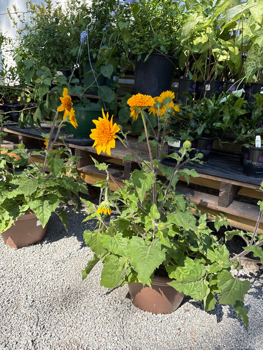 10" Sunflower Planter