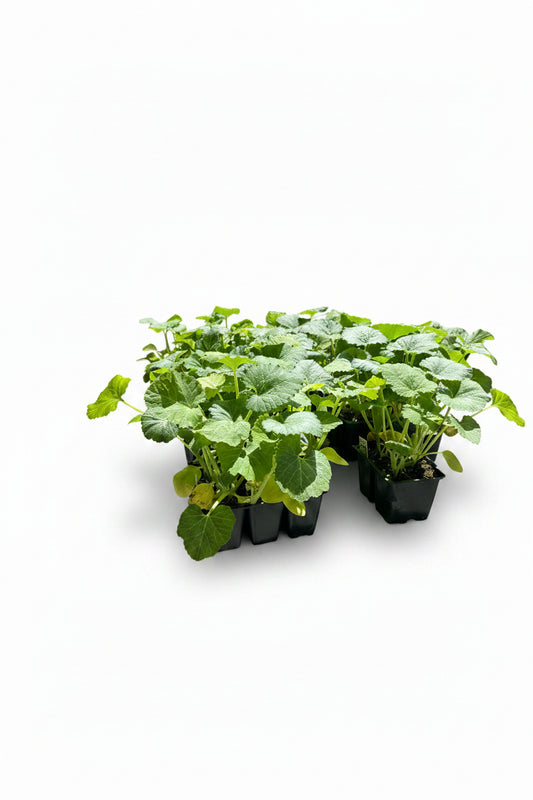 Yellow Crookneck Squash Plants – Pack of 6