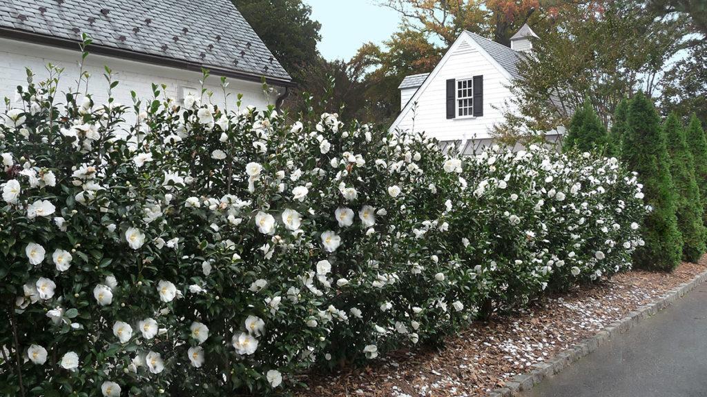 🌸 Eleanor Greenway Camellia (Camellia japonica) — 1 Gallon