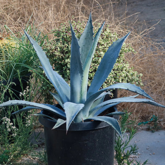 7-Gallon Century Plant – A Legacy of Strength & Grace