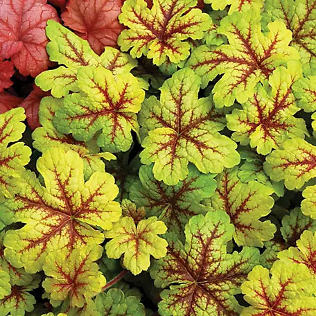 Heucherella 'Alabama Sunrise' ( 1 gal) p