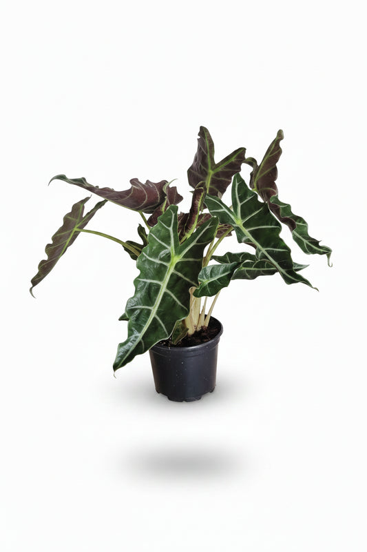 Alocasia Amazonica (6")