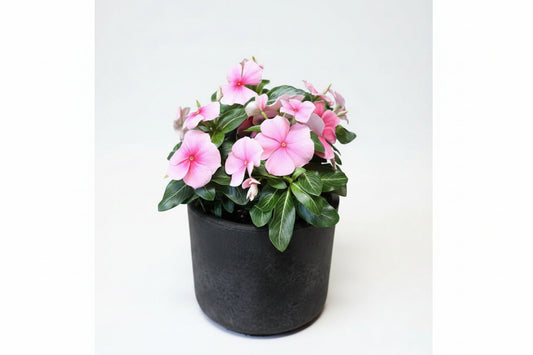 Vinca