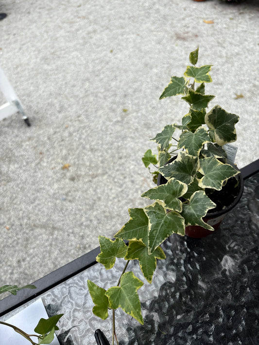 Ivy - Variegated 4"