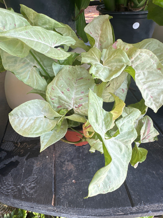 Syngonium Milk Confetti (4")