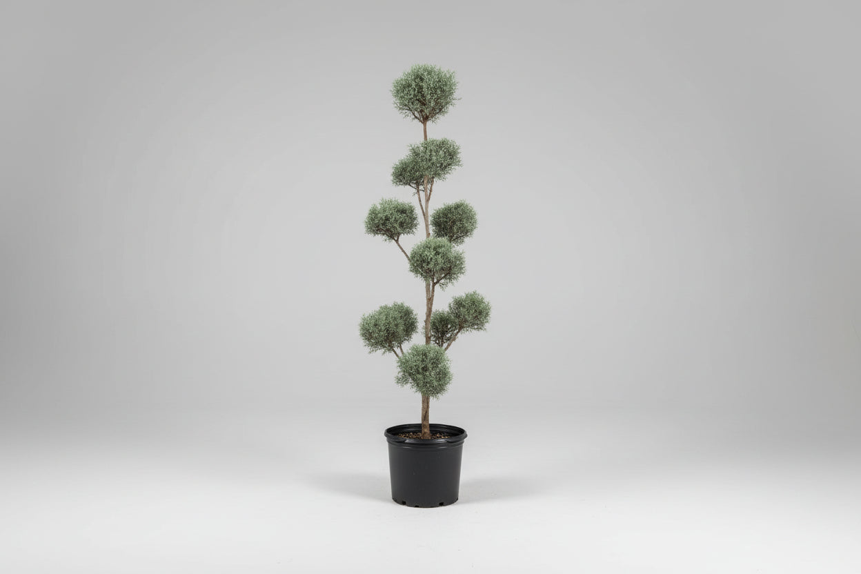 Cupressus Arizonica ‘Carolina Sapphire’ Cypress #7 Pom-Pom