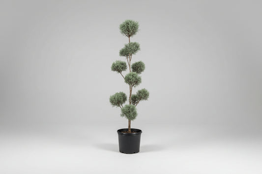 Cupressus Arizonica ‘Carolina Sapphire’ Cypress #7 Pom-Pom