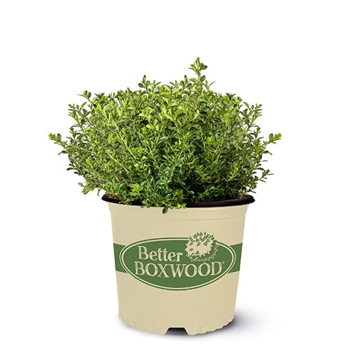 Boxwood ‘Renaissance’