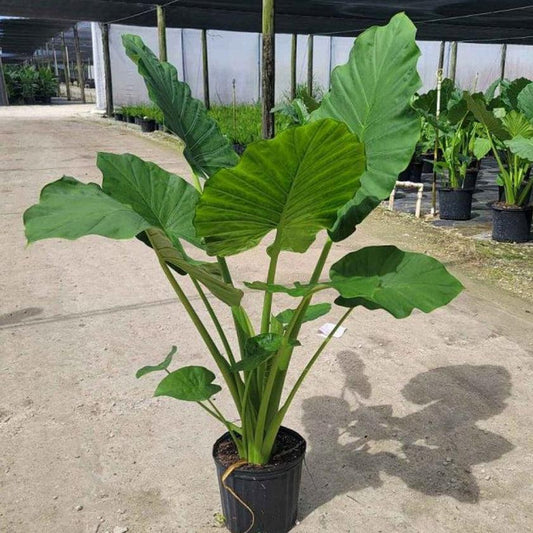 🌿 1 Gallon Colocasia (Elephant Ear)