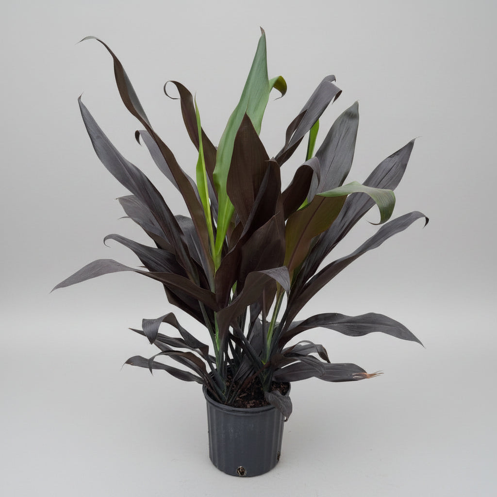 Cordyline "Black Magic" (3 Gallon)