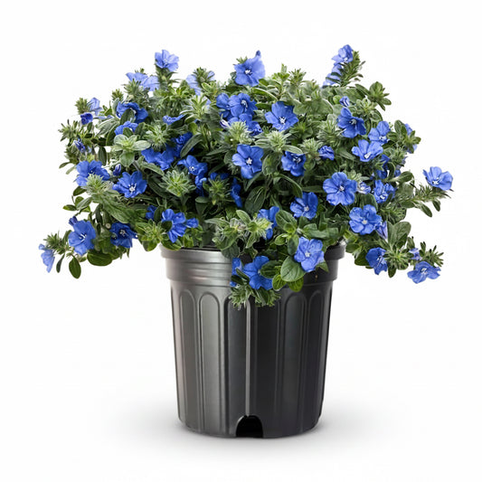 Blue Evolvulus – 3 Gallon