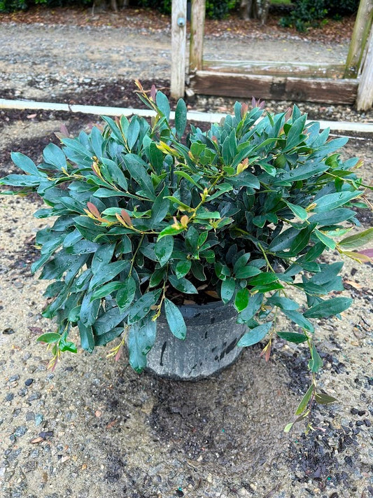 Distylium 'Blue Cascade' (7 Gallon)