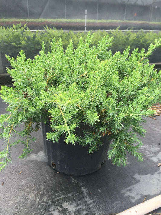 Juniper 'Blue Pacific' (3 Gallon)
