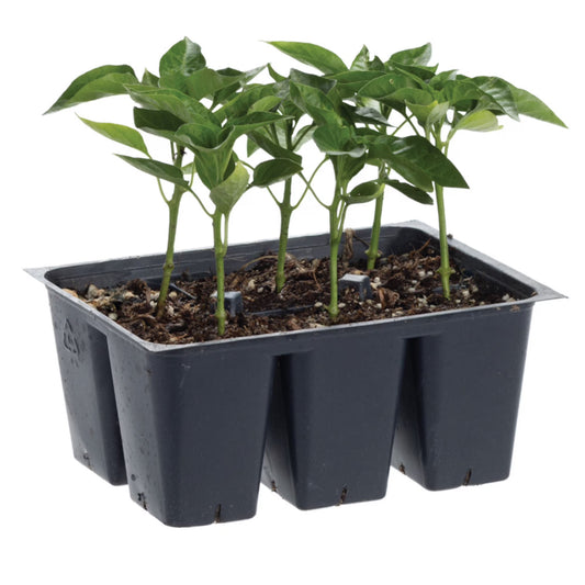 Jalapeño Pepper Plant (606 Variety)
