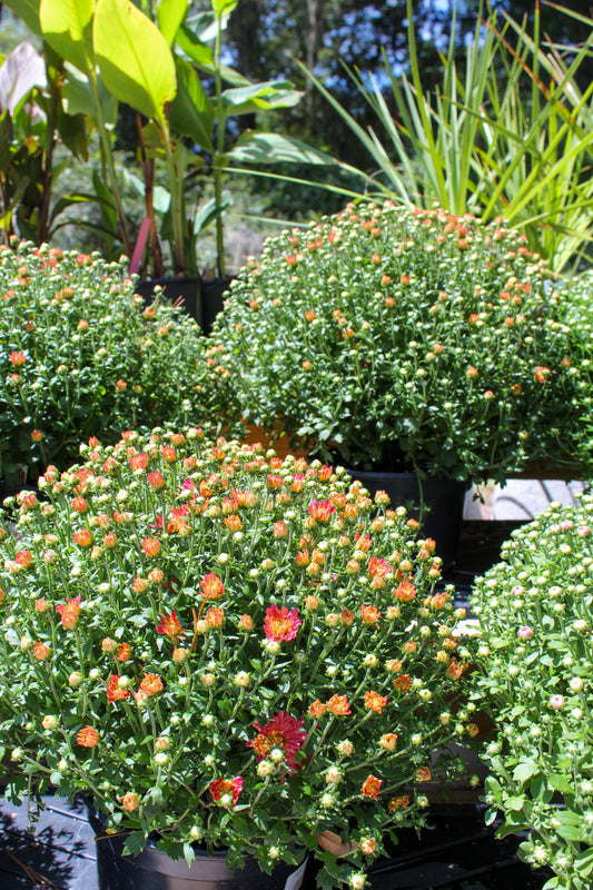 Garden Mum – 8" 🌼🍂✨