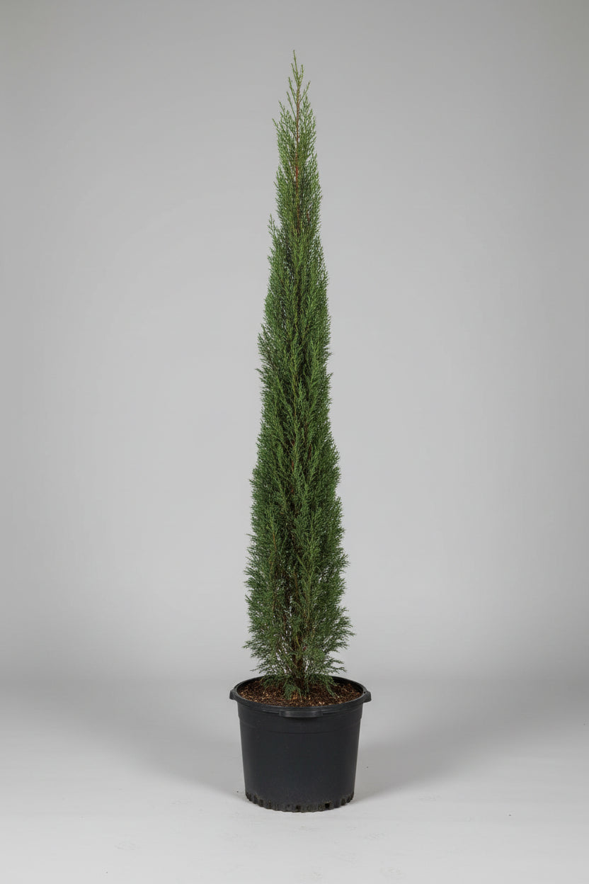 Italian Cypress- 15 Gallon