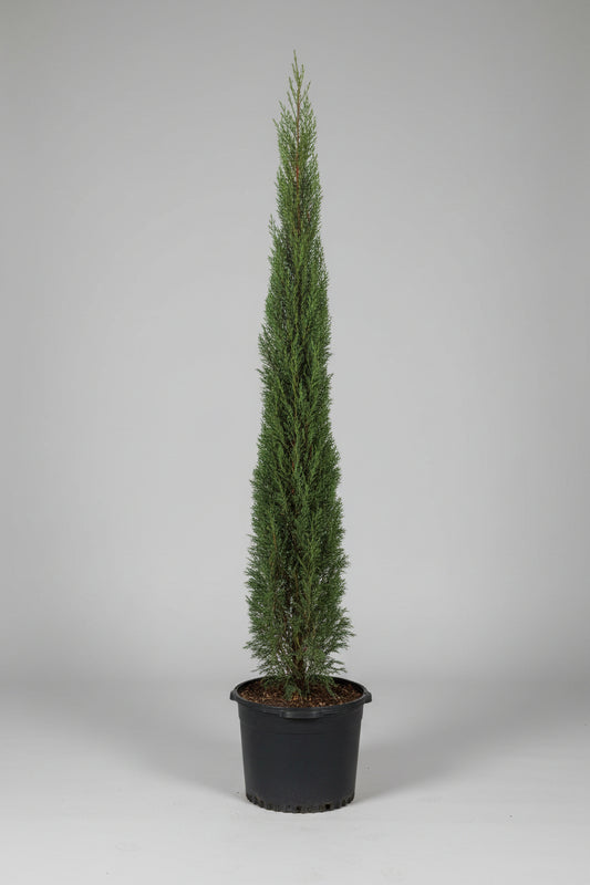 Italian Cypress- 15 Gallon