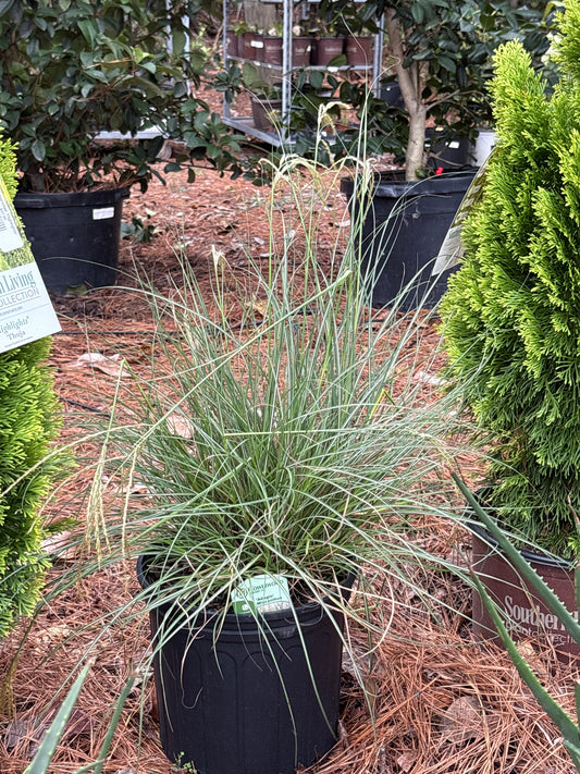 Miscanthus sinensis ‘Adagio’