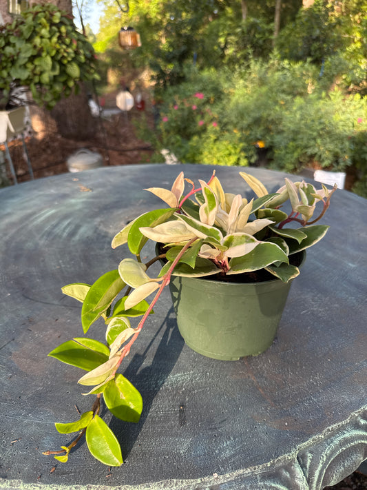 Hoya Krimson Queen (6")