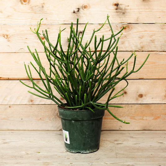 Cactus pencil (1 Quart)