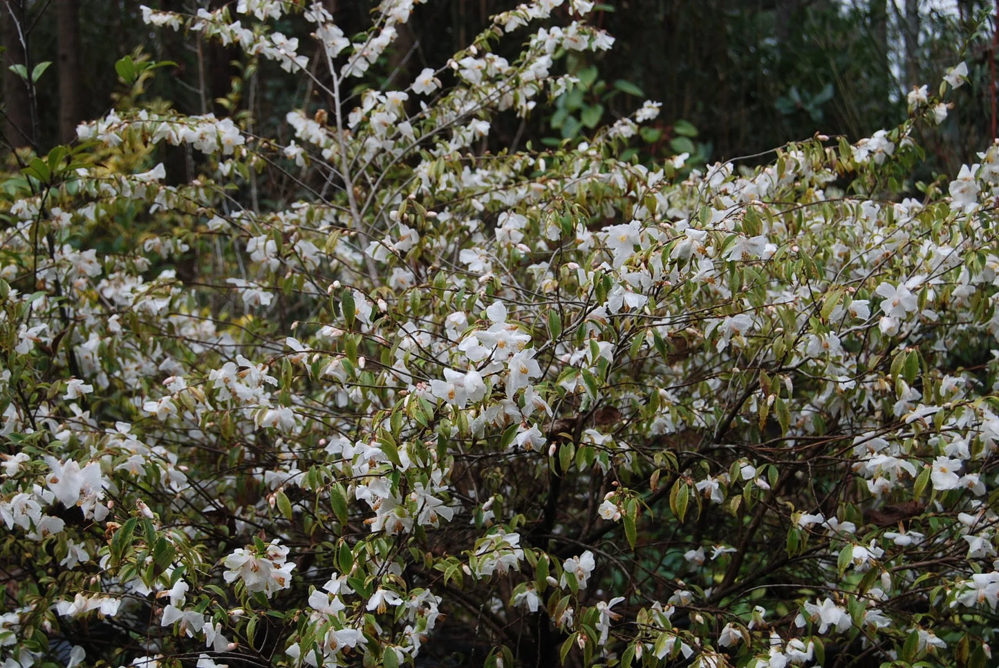 🌸 Snow Bells Handeii Camellia – 1 Gallon