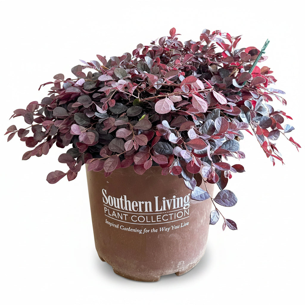 Cerise Charm™ Loropetalum – 3 Gallon