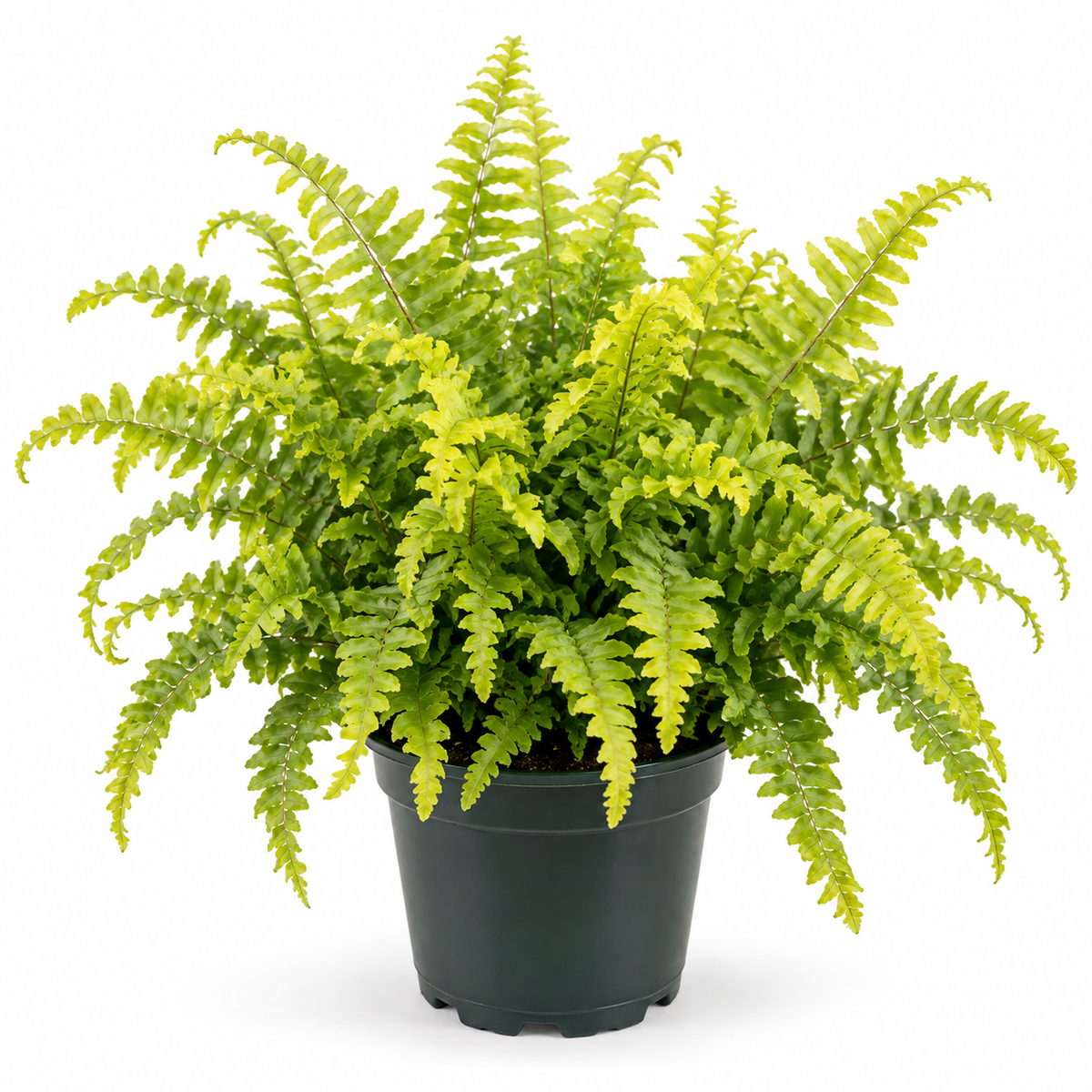 4" Hawaiian Sunshine Fern