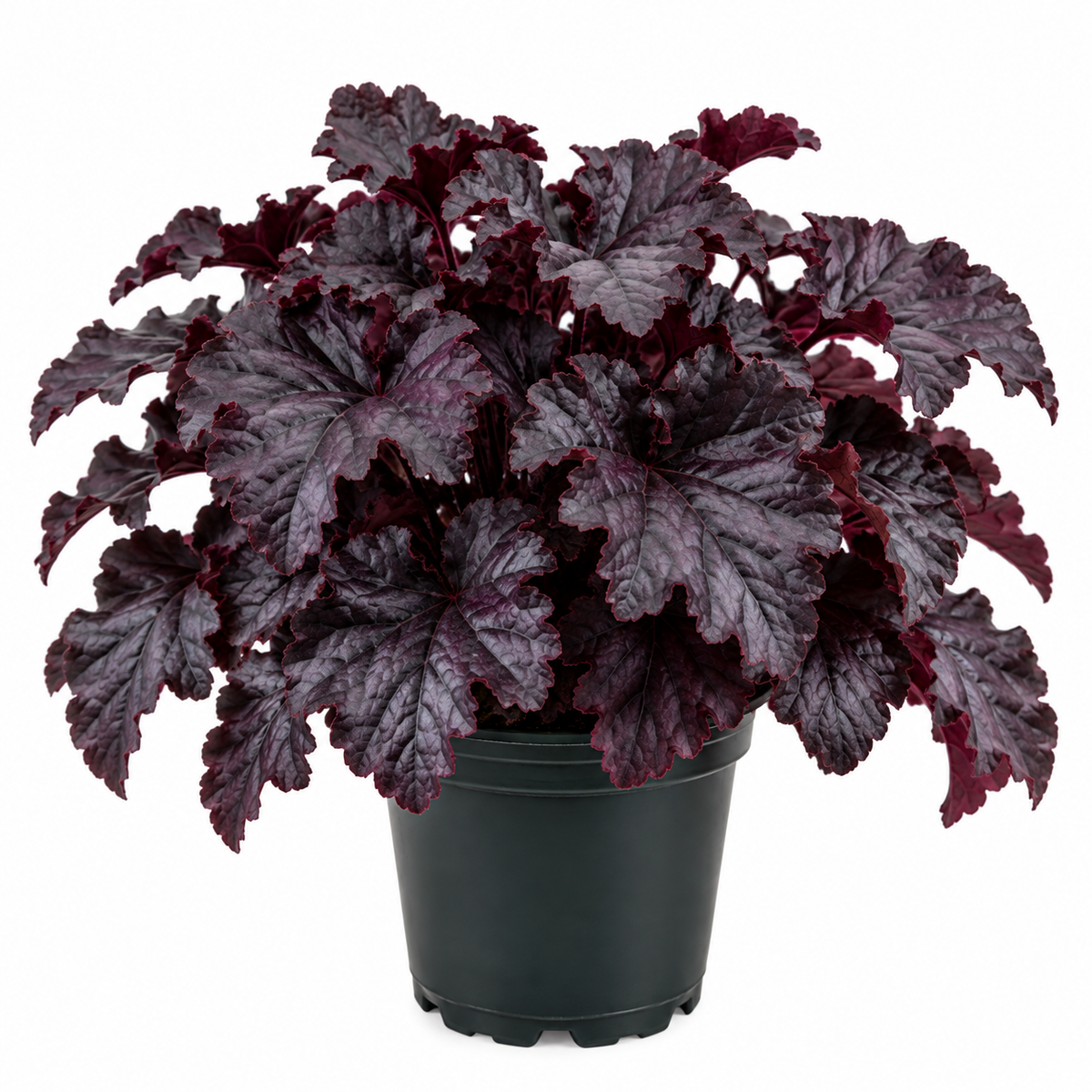 5" Heuchera Obsidian