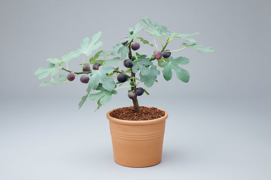 3 Gallon Fig Tree (Ficus carica) 🌿🍈