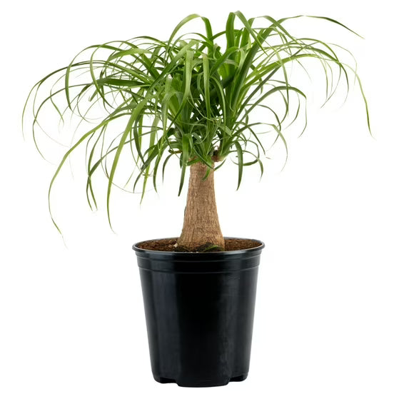 Ponytail Palm (6") 🌴✨