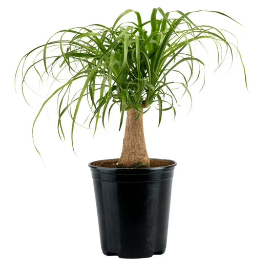 Ponytail Palm (6") 🌴✨