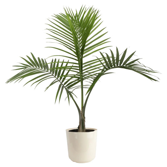 Majesty Palm (Ravenea Rivularis 10" Single)